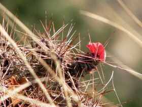 Гаспра. Маєток Харакс Гаспра. Маєток Харакс